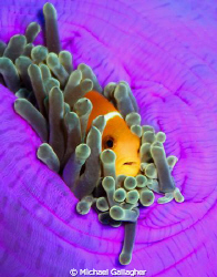 Anemonefish in a fast closing anemone, Maldives by Michael Gallagher 